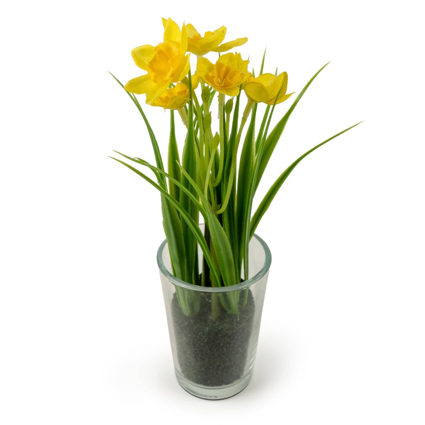 20cm Daffodils in Glass Vase