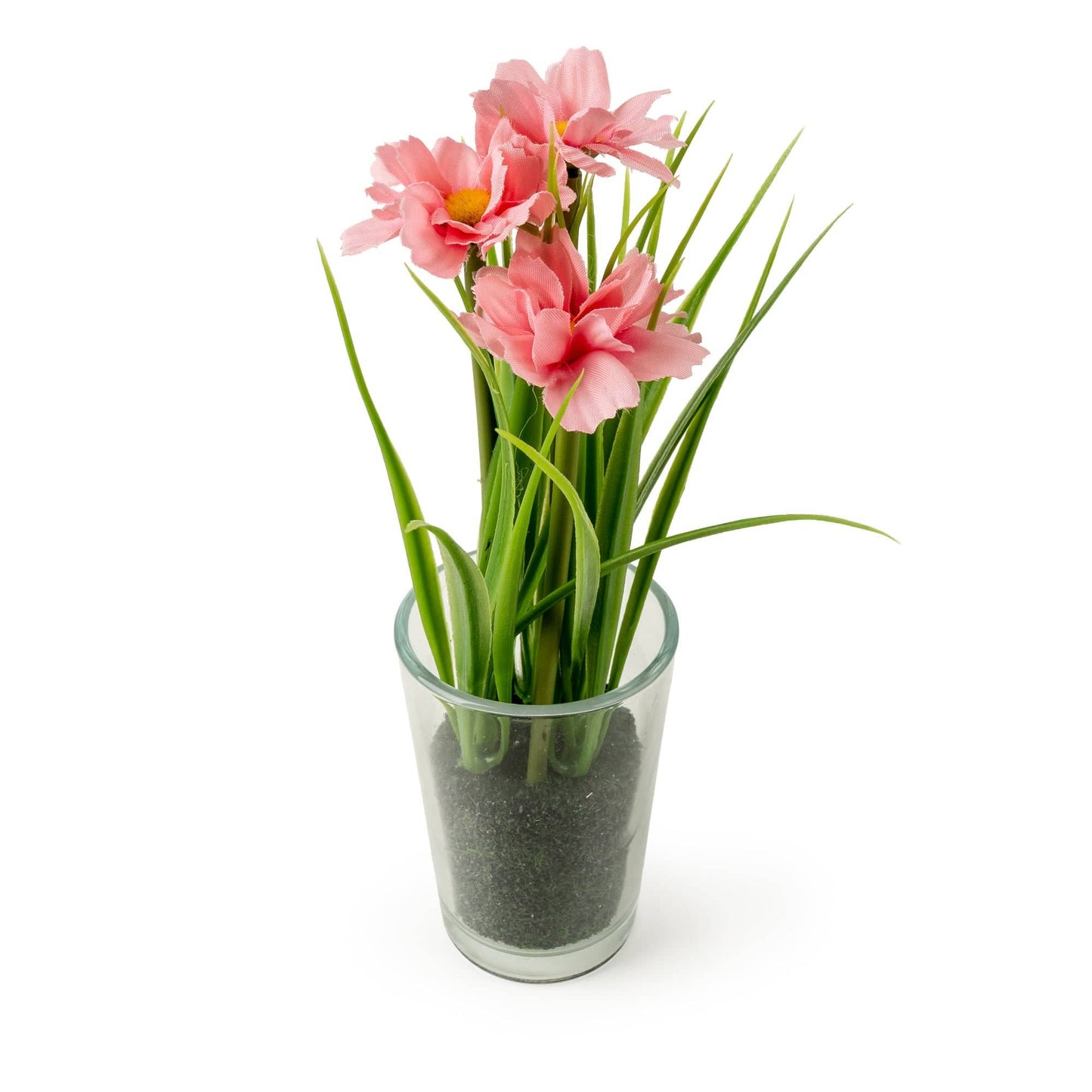 19cm Transvaal Daisy in Glass Vase