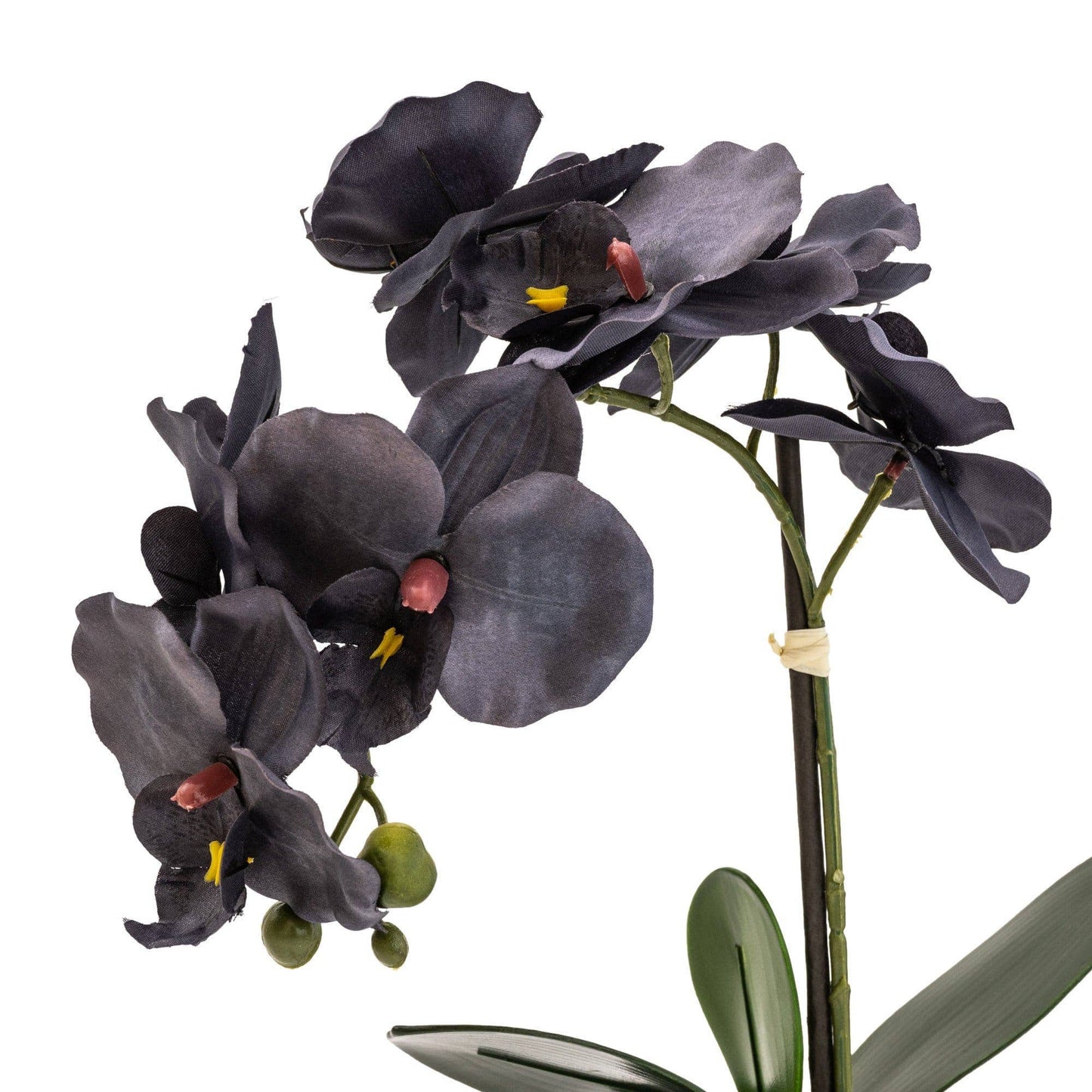 Black Orchid in Matte Black Ceramic Footed Pot 42cm