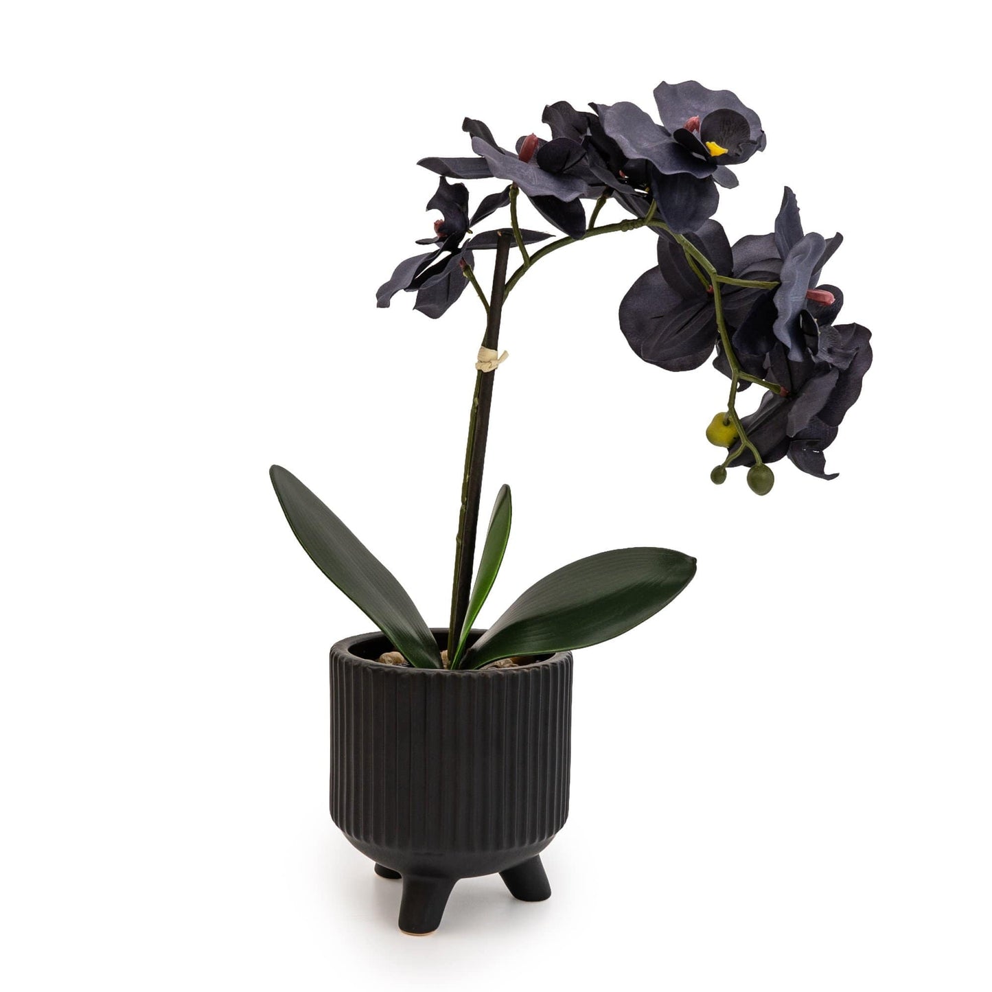 Black Orchid in Matte Black Ceramic Footed Pot 42cm