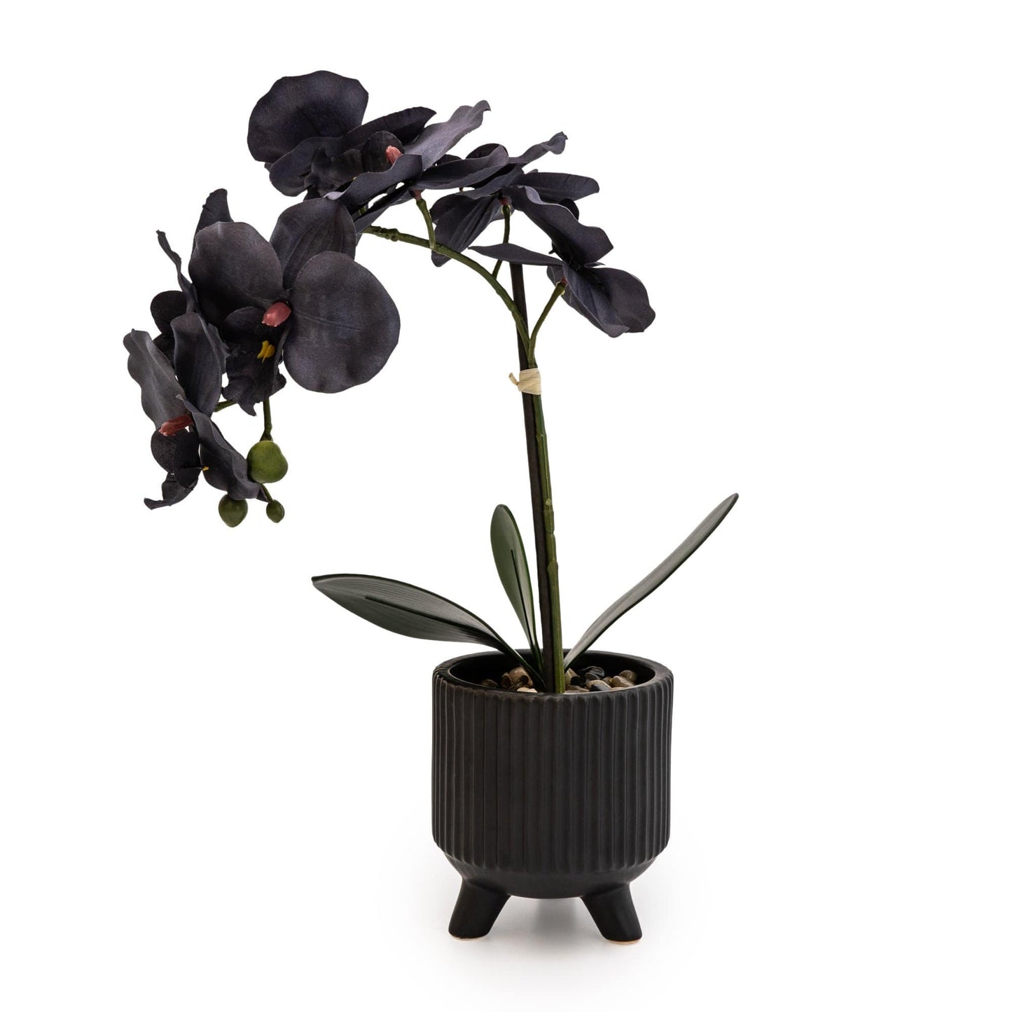 Black Orchid in Matte Black Ceramic Footed Pot 42cm