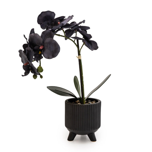 Black Orchid in Matte Black Ceramic Footed Pot 42cm